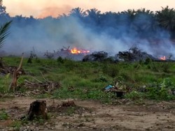 Ngeles Usir Lebah, Dua Orang Ini Bakar Lahan Sawit di Riau
