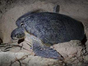 Melihat Kehidupan Penyu Lebih Dekat di Derawan