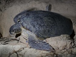 Melihat Kehidupan Penyu Lebih Dekat di Derawan