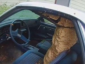 Hiii! Mobil Ini Jadi Sarang Lebah