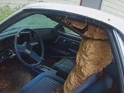 Hiii! Mobil Ini Jadi Sarang Lebah