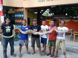 Warga Tegal Tangkap Ular Piton di Bantaran Sungai