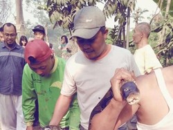 Piton 5 Meter Ditemukan Warga Gegara Drainase Mampet