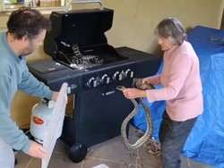 Wow! Nenek Ini Berani Tangkap Ular Piton dari  Panggangan BBQ