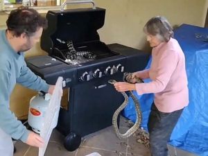 Wow! Nenek Ini Berani Tangkap Ular Piton dari Panggangan BBQ Wow! Nenek Ini Berani Tangkap Ular Piton dari Panggangan BBQ