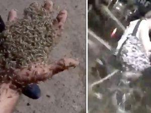 Rusia Diteror Serangan Wabah Nyamuk