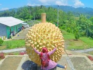 Durian Raksasa di Kulonprogo