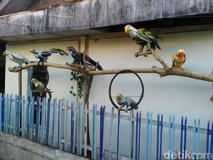 Pria di Balik Kampung dengan Replika Binatang Ogah Karyanya Dibeli Pria di Balik Kampung dengan Replika Binatang Ogah Karyanya Dibeli