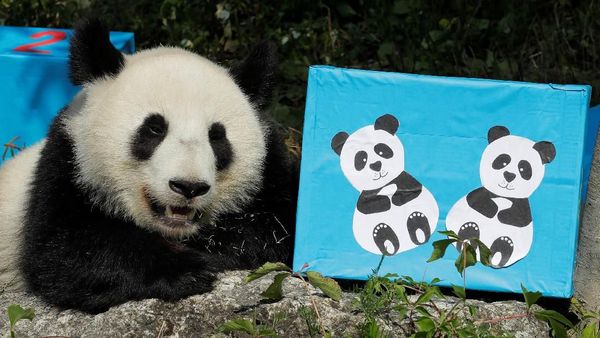 Melihat Tingkah Laku Panda yang Bikin Gemas