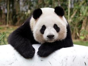 Yuk Senyum Dulu, Lihat Tingkah Lucu Panda China Ini