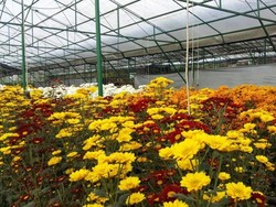 13 Arti Bunga Krisan Berdasarkan Warna dan Negara, Lambang Kasih Sayang