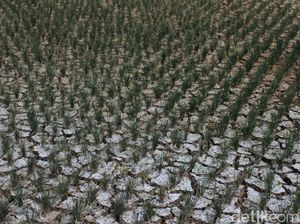 Musim Kemarau, Petani di Waduk Jatigede Sumedang Gagal Panen