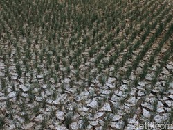 Musim Kemarau, Petani di Waduk Jatigede Sumedang Gagal Panen