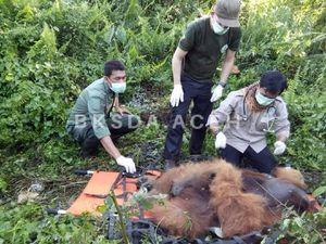 Sudah 2.850 Ekor Orangutan Tewas, Save Rawa Tripa Aceh!