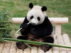Lucunya Lihat Panda Makan Kue Bulan Raksasa