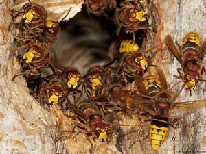 Sarijo Tewas Gegara Disengat Kawanan Tawon