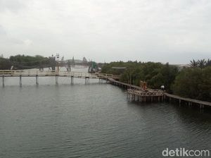 Siapa Sangka, Kulonprogo Punya Hutan Mangrove yang Asri