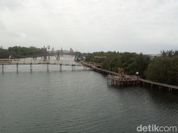 Siapa Sangka, Kulonprogo Punya Hutan Mangrove yang Asri