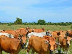 Moo...! Ribuan Ternak Berkeliaran di Savana Gunung Tambora