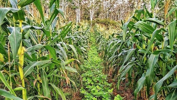 Usaha Penanaman Lahan Dengan Tanaman Tanaman Keras Disebut Seputar Usaha