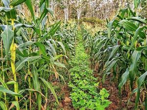 Darmin ke Bulog: Jangan Pilih-pilih Distribusi Jagung ke Peternak Kecil Darmin ke Bulog: Jangan Pilih-pilih Distribusi Jagung ke Peternak Kecil
