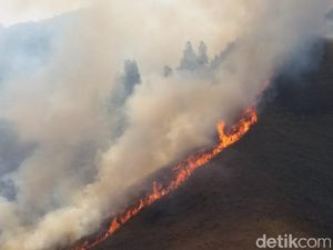 Kebakaran di Padang Savana & Bukit Teletubbies Bromo Terus Meluas