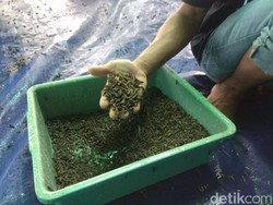Cerita Sukses Warga Lamongan Ternak Lalat Tentara Hitam, Seperti Apa Sih?