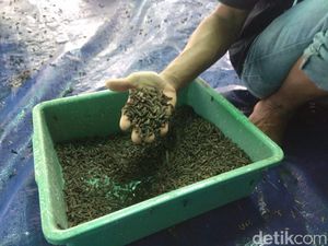 Cerita Sukses Warga Lamongan Ternak Lalat Tentara Hitam, Seperti Apa Sih? Cerita Sukses Warga Lamongan Ternak Lalat Tentara Hitam, Seperti Apa Sih?