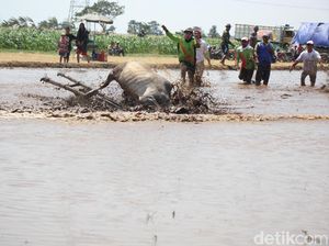 Meriahnya Karapan Sapi Brujul Khas Probolinggo Meriahnya Karapan Sapi Brujul Khas Probolinggo