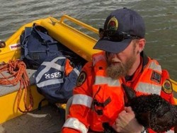 Belasan Bangkai Sapi Ditemukan Terapung di Sungai Richmond NSW