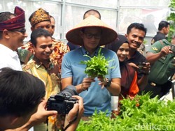 Panen Sawi di Pekanbaru, Sandi Singgung soal Sayur Impor