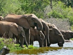 Hampir 90 Ekor Gajah Ditemukan Mati di Botswana