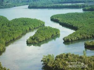 Tsunami, Mangrove, dan Burung Migran