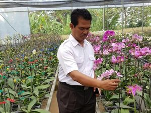 Kementan Kembangkan Lily dan Anggrek untuk Ekspor
