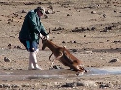 Menyentuh, Turis Selamatkan Kijang yang Tenggelam di Kubangan