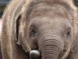 Anak Gajah di Sydney Mati karena Herpes