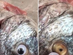 Tipu-tipu Pedagang di Kuwait: Ikan Ditempeli Mata Mainan Agar Segar