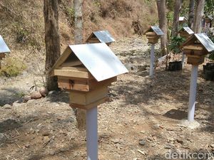Melihat Budidaya Tawon Klanceng di Purworejo