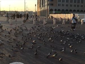 Kisah Merpati Aisyah di Masjid Nabawi