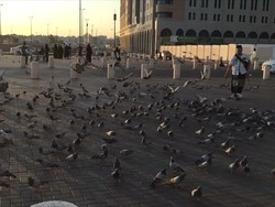 Kisah Merpati Aisyah di Masjid Nabawi