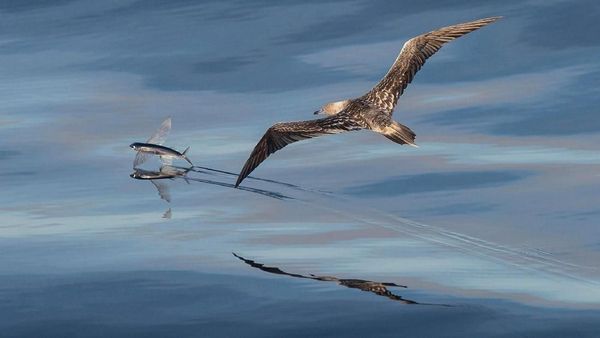 Karya Finalis Wildlife Photographer of the Year Bikin Terpukau