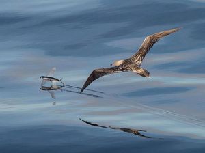 Karya Finalis Wildlife Photographer of the Year Bikin Terpukau