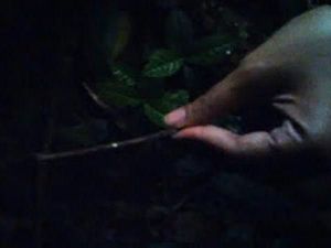 Sudah Tahu? Ada Jamur Bercahaya di Gunung Halimun