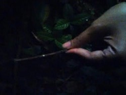 Sudah Tahu? Ada Jamur Bercahaya di Gunung Halimun