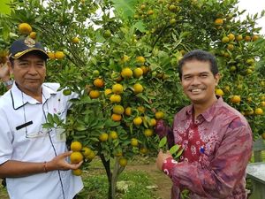 Peluang Pasar Besar,  Dorong Budidaya Jeruk Siam
