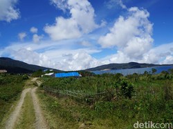 Jangan Nabrak Babi di Pegaf, Tuntutannya Tak Masuk Akal!