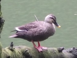 Penampakan Bebek dengan Punggung Tertancap Panah di Tokyo