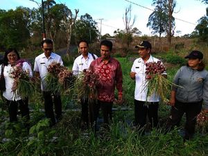 Kabupaten Bangli Dinilai Sukses Jadi Pemasok Bawang Merah di Bali