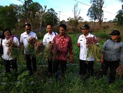 Kabupaten Bangli Dinilai Sukses Jadi Pemasok Bawang Merah di Bali