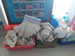 Kata Peneliti Soal Pengambilan Pasir Laut dan Karang di Pulau Komodo